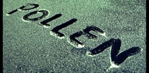 Safely Removing Pollen Will Save Your Paint