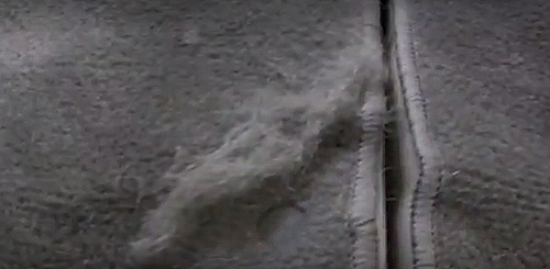 Dog hair removal technique