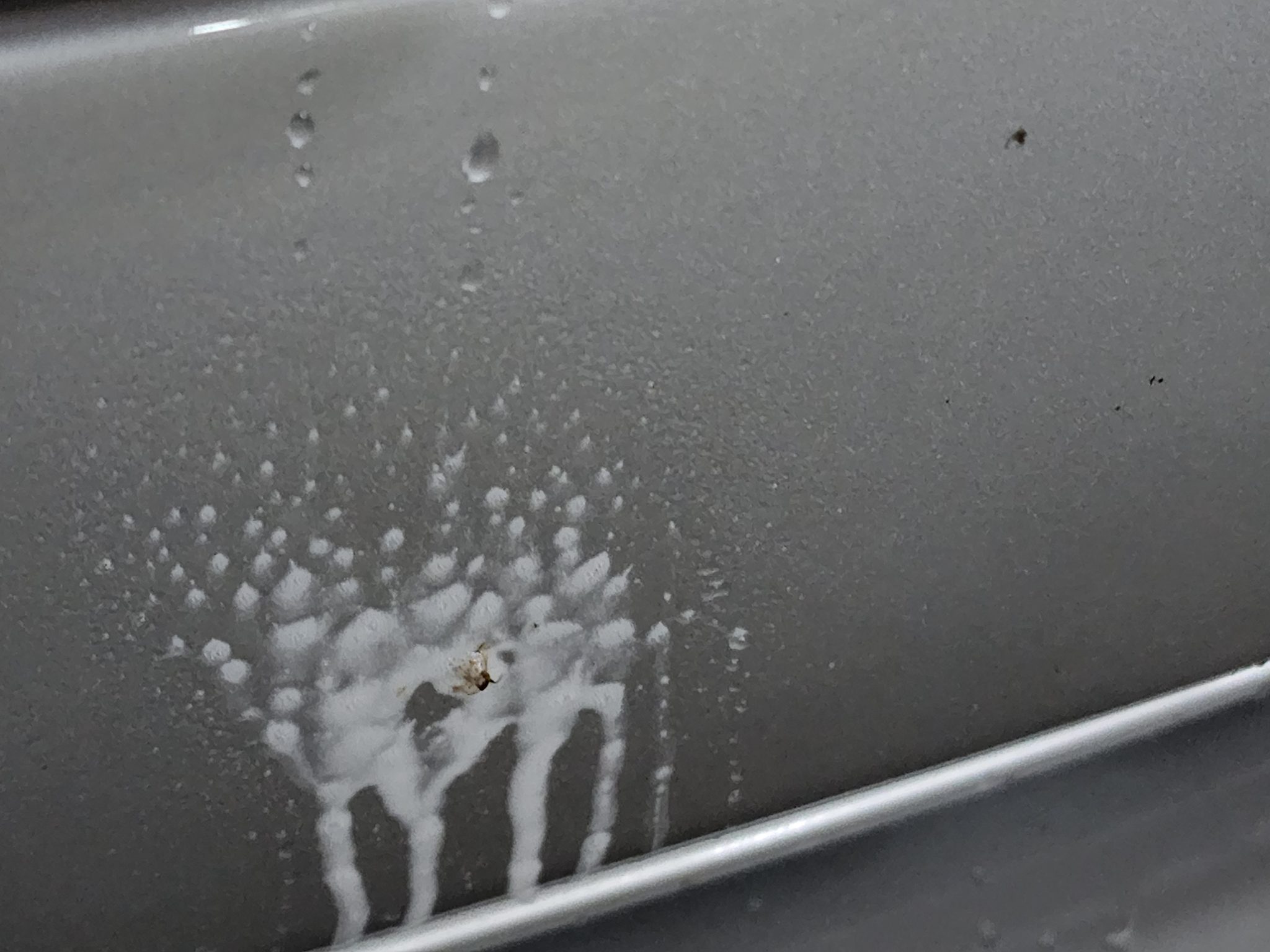 Gyeon Bug and Grime An Effective Cleaner Ask a Pro Blog