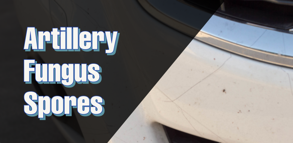 How to Remove Artillery Fungus Spores from Car Paint and Windows