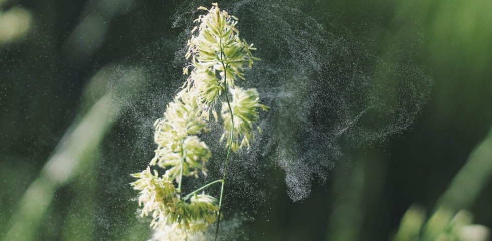 Pollen and Safe Washing Habits