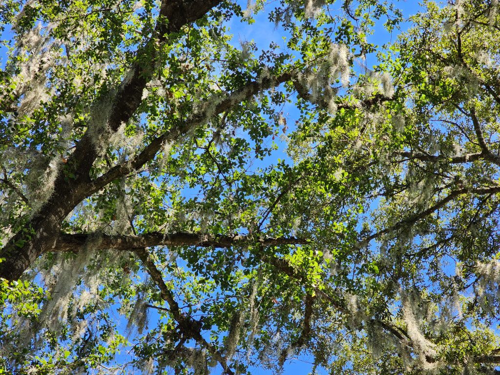 Trees above a car