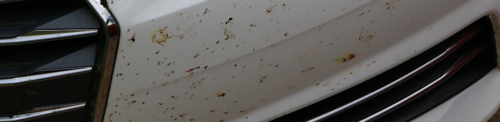 Bug guts on paintwork