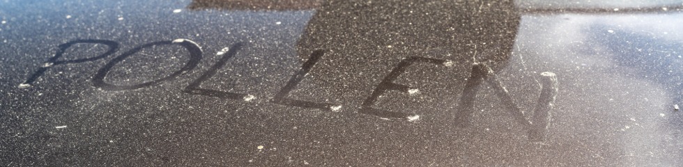 Pollen on paint surface